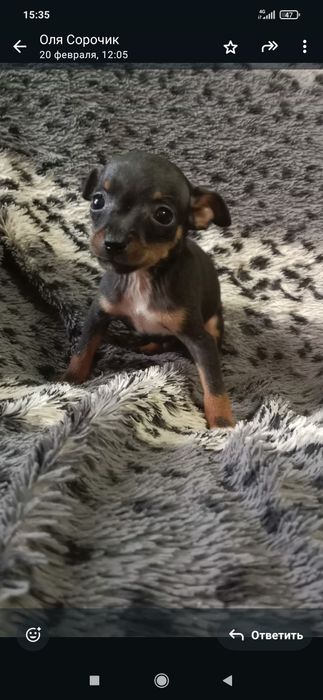 Щенки мини той терьера