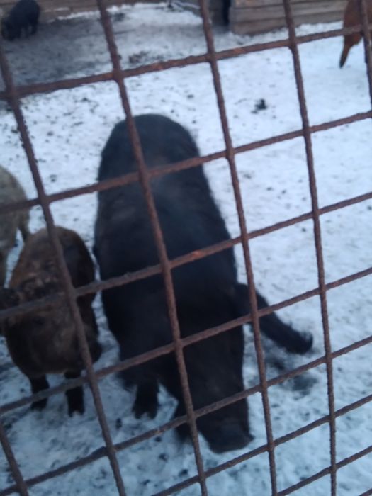 Продам свинью мангалица