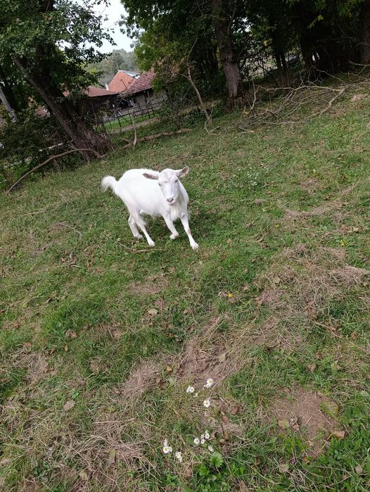 Capre tinere 2-3 ani