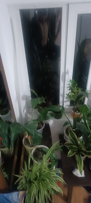 Продам домашние цветы