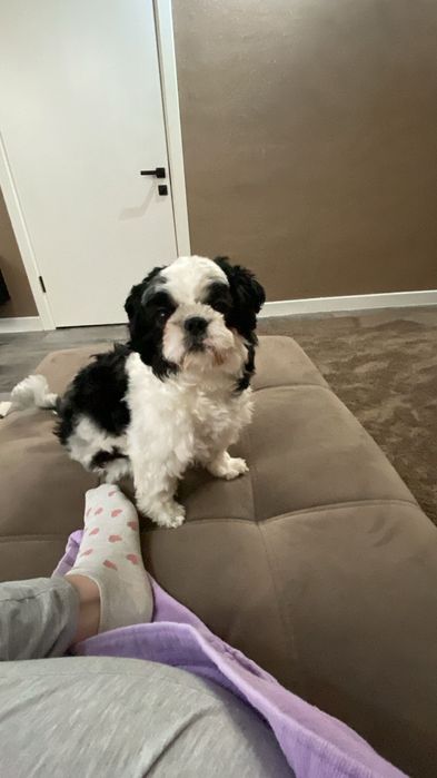 Продаётся маленькая собачка