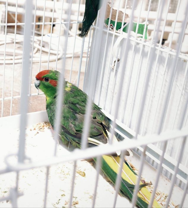 Pereche tânără papagal kakariki
