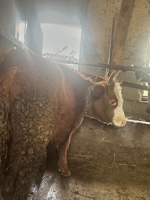 Продам быка Порода Калмык