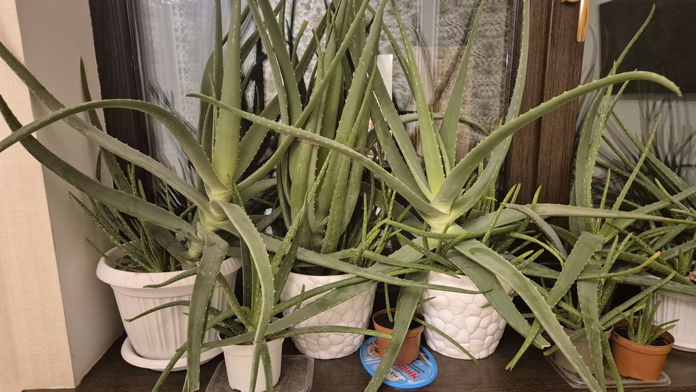 Продам Алоэ вера