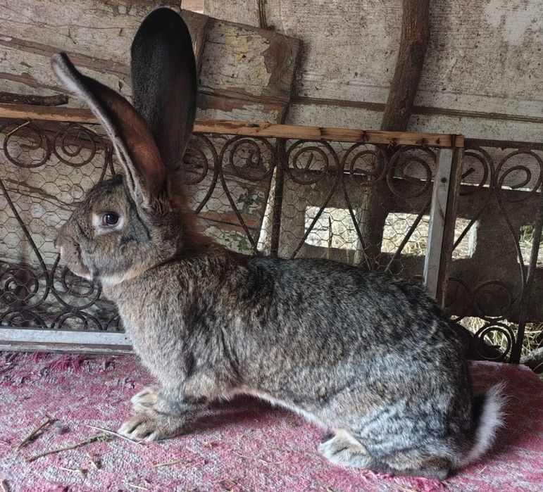 Femela UG de vînzare