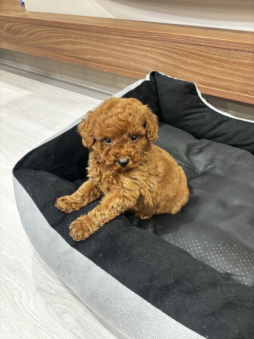 Той пудел момче / Toy poodle boy