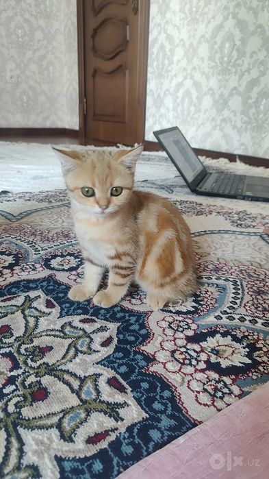 British shortheir zotdor mushuk
