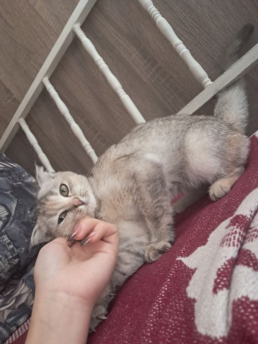 Отдам котенка  в добрые руки