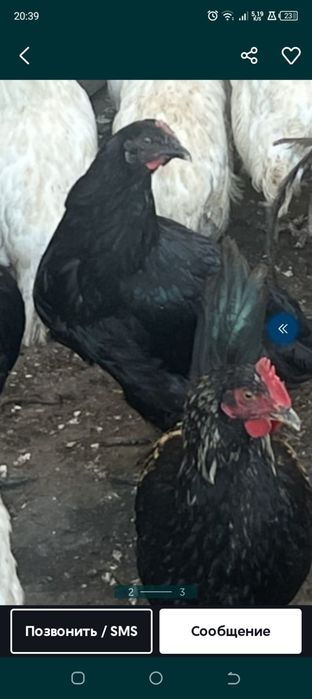 Продам домашних куриц молодки