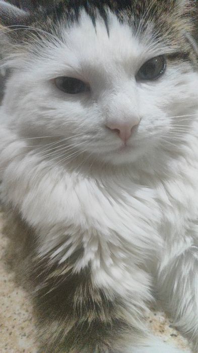 Кошке нужен хозяин