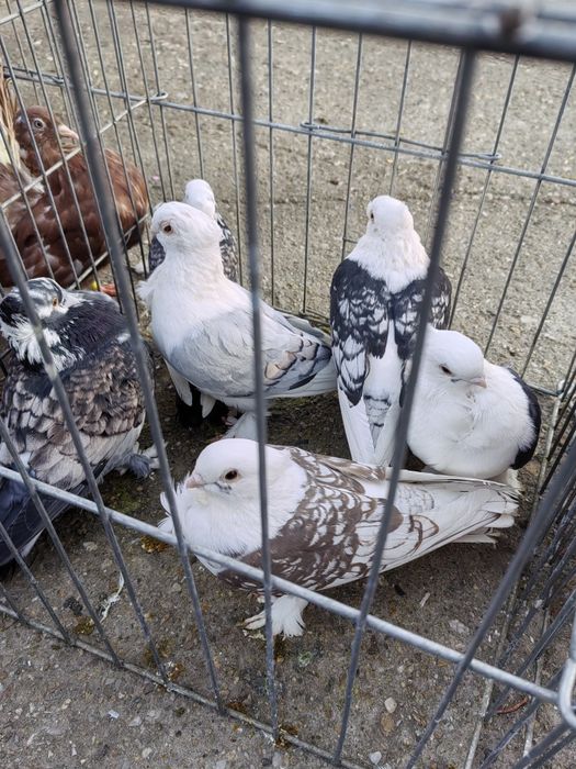 Satineti albi, Misirlii, blueti, hunkari