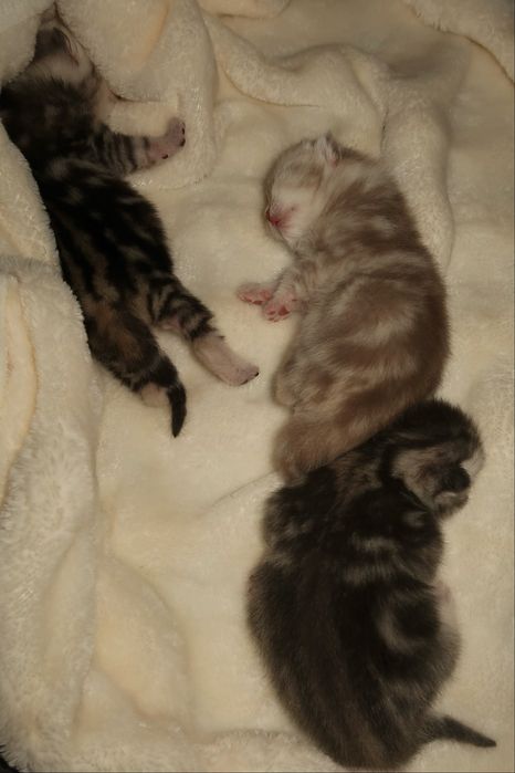 Чистокровные котята бронь