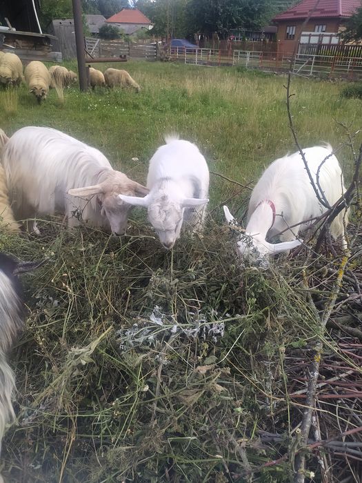Schimb echipă de căprițe țapi ieduțe le dau pe nutreț sau alte animale