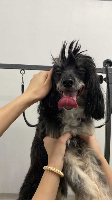 Отдам собаку в заботливые руки, Мишка - пёс и компаньон