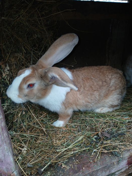 Iepuri Hycole francez