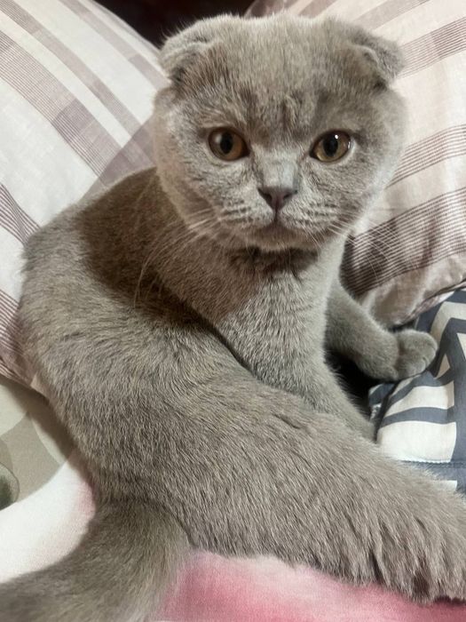 Scottish fold mushuk