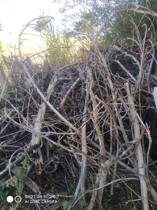 O'tinglar bor shox shabba  bor