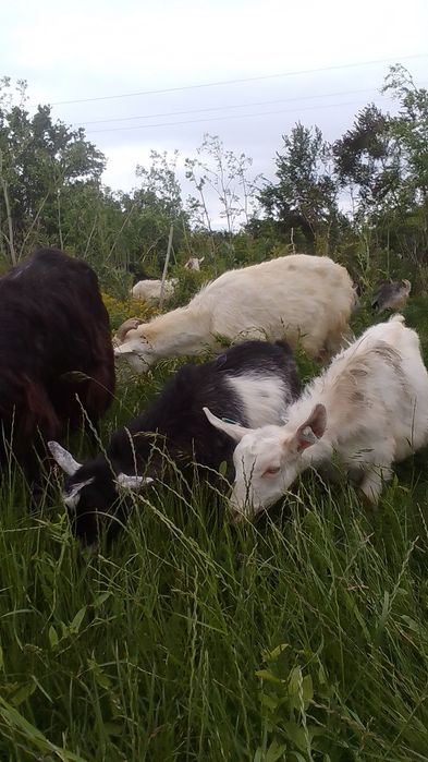 Capre ,iezi , tapi
