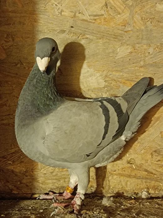 porumbei voiajori germani