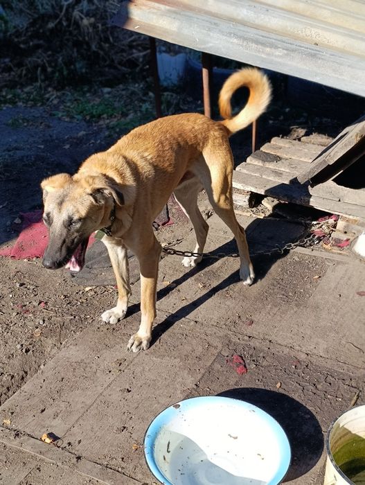 Срочно котик в добрые руки!