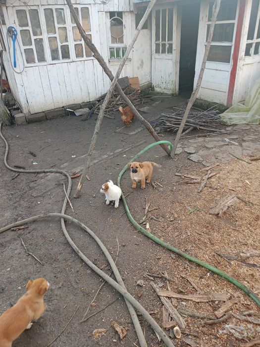 Donez căței pechinezi