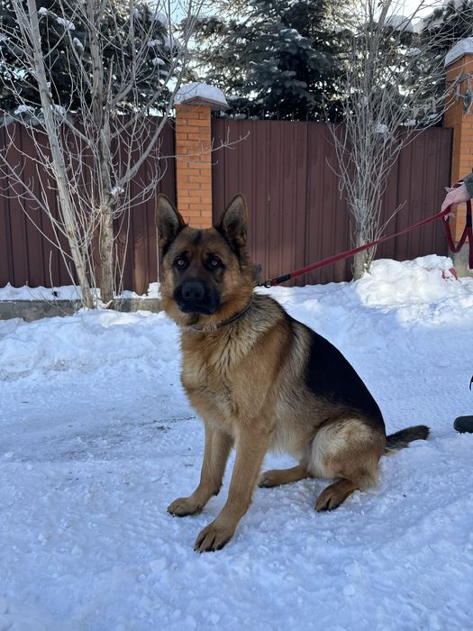 Продажа щенков немецкой овчарки