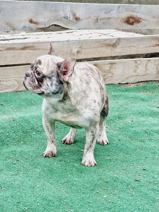 Mascul buldog francez merle