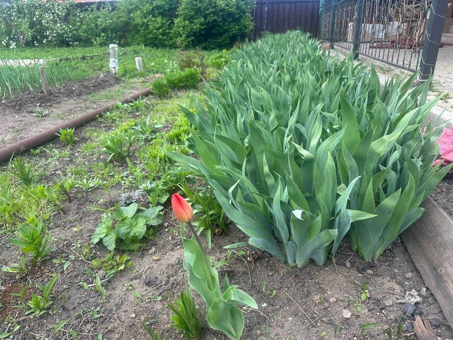 Полноценный дом в садовом обществе