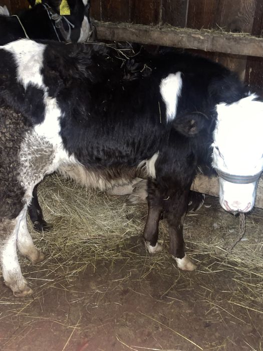 Vand o baltata pe negru