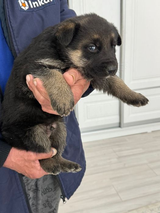 2 щенками в хорошие руки