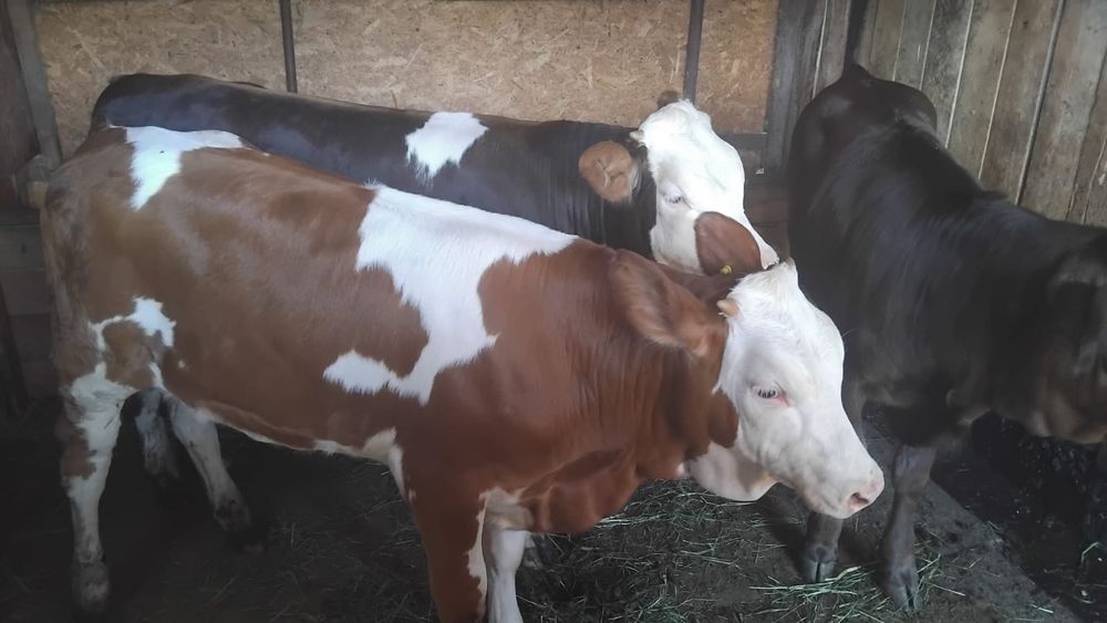 Vând 3 viței din monta artificială