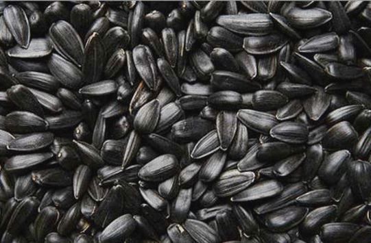 Vand porumb boabe, floarea soarelui,  lucerna