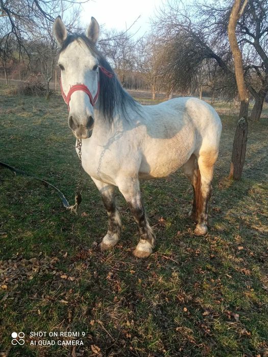 Vand cal blând varsta 8 ani