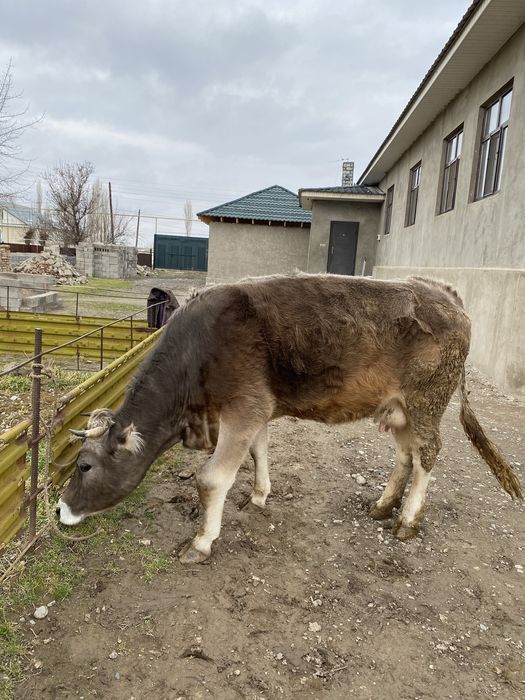 сиыр сатылады