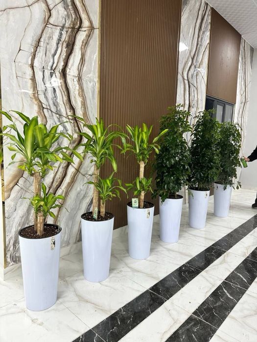 Цветы для дома и офиса. Гуллар