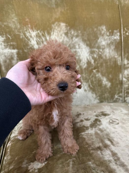 Щенок девочка ищет любящую семь