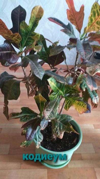 Комнатные цветы, торг уместен