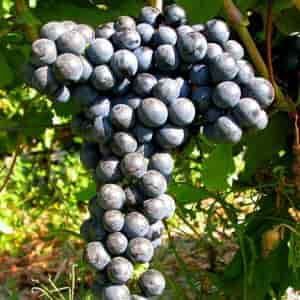 Vita de Vie  Nobila altoita de vin