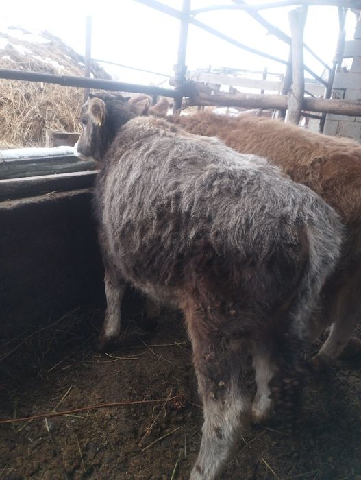 Бузаулар 1 еркек, 2 бас ургашы сатам. 3 бас.