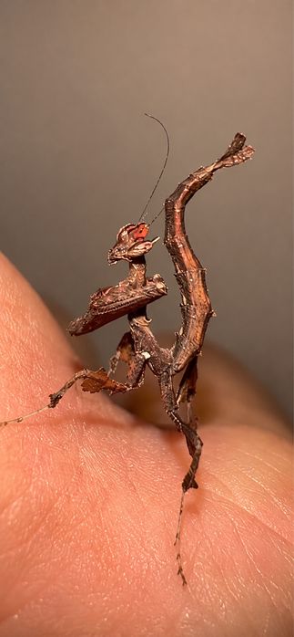 Stenophylla lobivertex Dragon Mantis Călugăriță Dragon Peruviană/Minunea planetei hrana viermi pt pești animal companie spectaculor unic iasi tg cucu