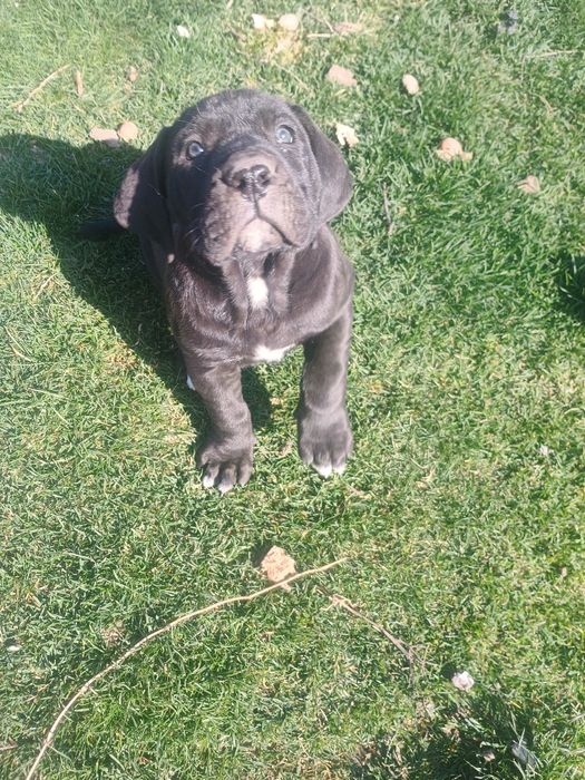 Кане Корсо продавам