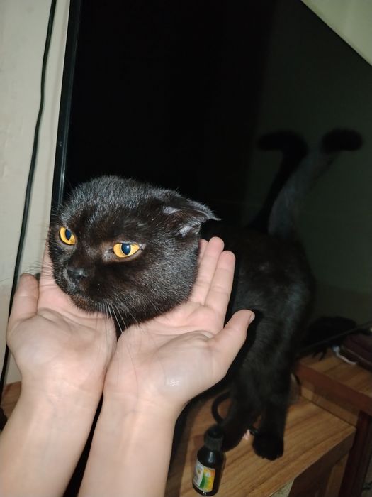 Mushuk sotiladi skottish fold