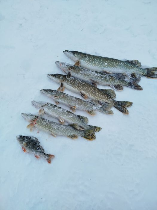 Рыба оптом без посредников