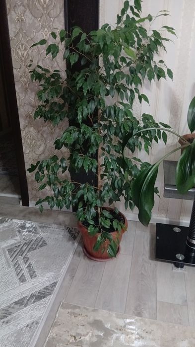 Фикус бенджамина
