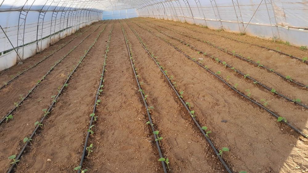 Продава се Земеделски имот в Търговище, Промишлена зона -  кв.м за 8334 €/дка - Снимка #4