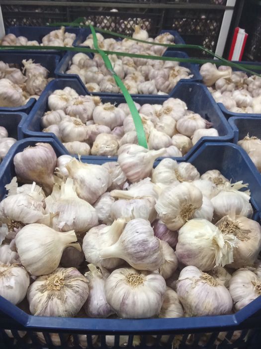 Vând usturoi calitatea1 alb și roșu !!