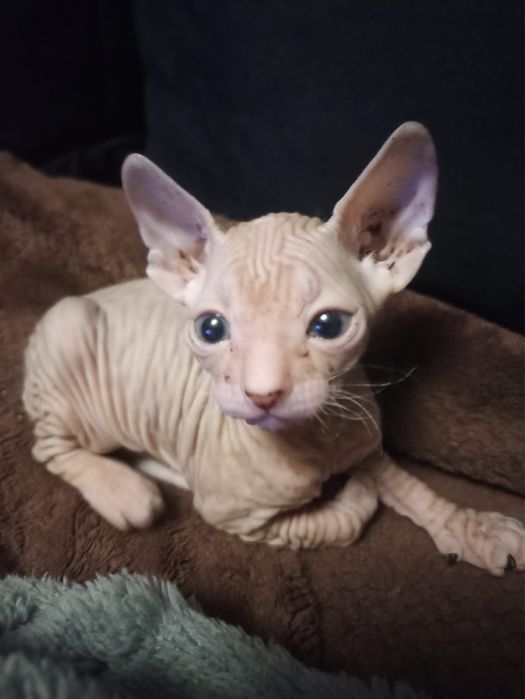 Котята донские сфинксы