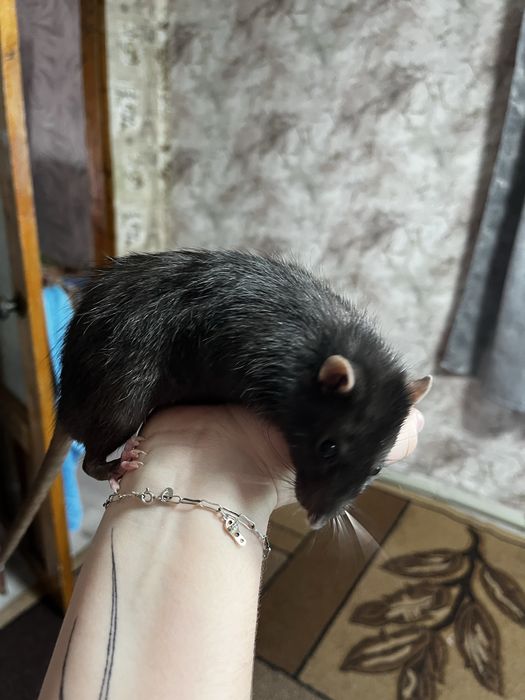 Отдам бесплатно!