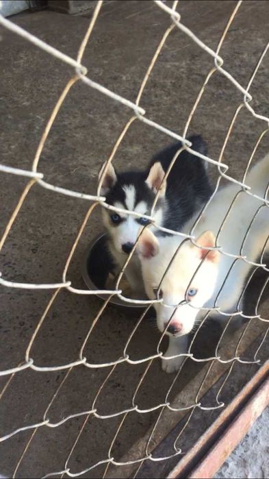 Голубоглазаяя девочка хаски 40 дней