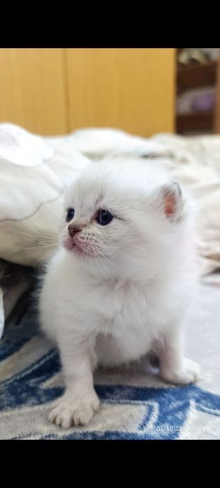 Продаётся котята